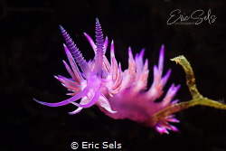 Nudibranche, very common at the Medes Isles, l'Estartit -... by Eric Sels 